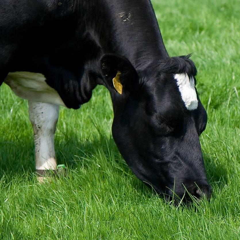 HM.35 Swardster High Sugar Long Term Grass Seed Mix (Acre Pack) - 14kg, image 
