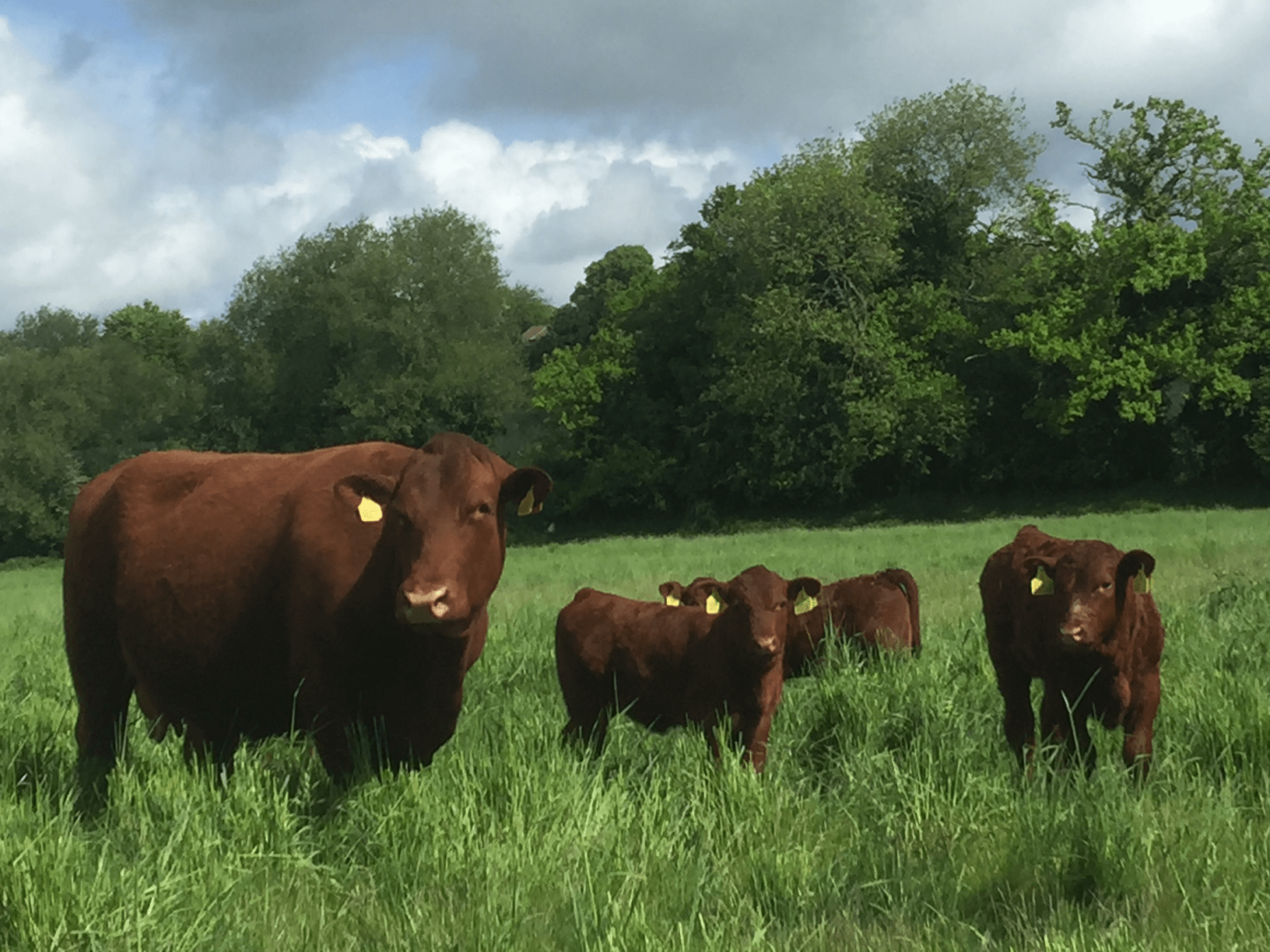 Holistic Planned Grazing 5-Day Training Course, image 