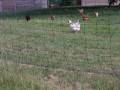 Standard Poultry Net - 25m x 1.1m Poultry Net, image 