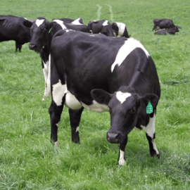 NZ Cool Graze Grass Seed Mix + Clover (Acre Pack), image 