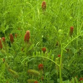 HM.9 Forage Express Grass Seed Mix (Acre Pack), image 