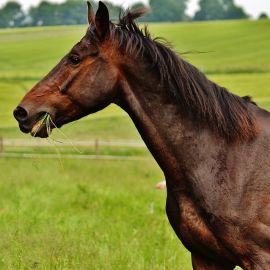 HM.38 Non Rye Pony / Equine / Horse Paddock Grass Seed Mix (Acre Pack), image 