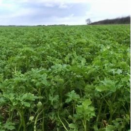 SAM2 Black Grass Terminator Cover Crop Seed (Acre Pack) (SFI), image 