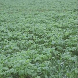 SAM2 Eco Cover Crop Seed (Acre Pack) (SFI), image 