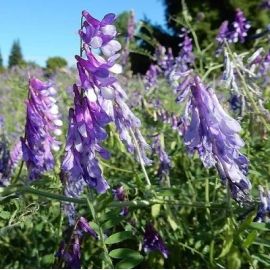 SAM2 Nitrogen Fixer Cover Crop Seed (Acre Pack) (SFI), image 