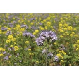 SAM2 Rapid Cover Crop Seed (Acre Pack) (SFI), image 