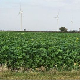 SAM2 Soil Improver Cover Crop Seed (Acre Pack) (SFI), image 