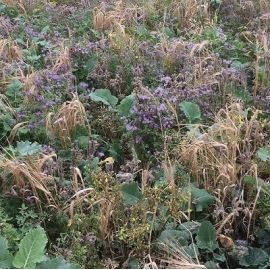 AB16 Autumn Sown Bumblebird Seed Mix (Acre Pack), image 