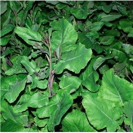 Carbon (Mustard / Kale Hybrid Seed) (2kg per acre), image 