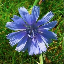 Choice Chicory Seed (Cichorium Intybus) (2kg per acre), image 