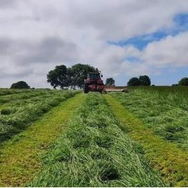 HM.27 Festulolium Clamp Buster Grass Seed Mix (Acre Pack), image 