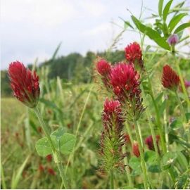 HM.9 Forage Express Grass Seed Mix (Acre Pack), image 