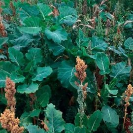 Kale & Quinoa Seed Mix (3kg per acre), image 