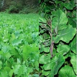 Kale Feeder Seed Mix (Kale / Carbon) (3kg per acre), image 