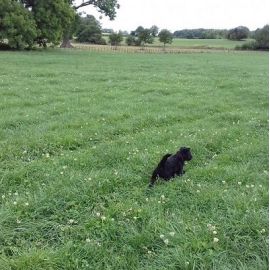 HM.26C Conqueror Long Term Grass Seed Mix with Clover (Acre Pack), image 