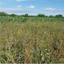 The Syndicate Seed Mix (5kg per acre), image 
