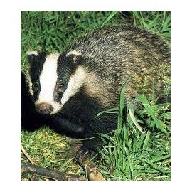 3 Line Polywire Badger Kit - Mains Powered, image 