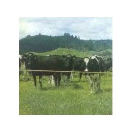 Traditional Dairy Herd - Strip Grazing Batter, image 