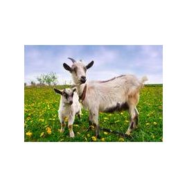 Solar Operated 4 Line Goat Kit - 100m, image 