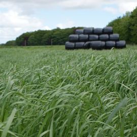 HM.14 Hybrid Power Grass Seed Mix (Acre Pack) (GS3), image 