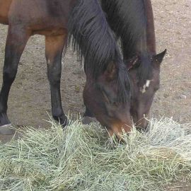 HM.34 Premium Hay Maker Grass Seed Mix (Acre Pack) - 14kg, image 