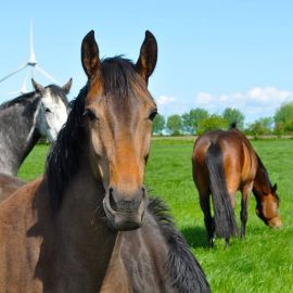 HM.8 Equigraze - Equine / Pony / Horse Paddock Grass Seed Mix (Acre Pack), image 
