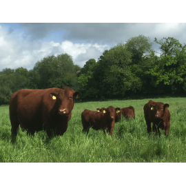 Holistic Planned Grazing 5-Day Training Course, image 