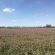 HM.10 Short Term Hi Pro-Red Grass Seed Mix (Acre Pack), image 