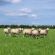 HM.19 Hurrells Overseeder Grass Seed Mix (Acre Pack), image 