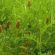 HM.9 Forage Express Grass Seed Mix (Acre Pack), image 