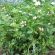 Balansa Clover Seed (Paradana) (4kg per acre), image 