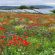 IMP2 / AB8 Flower Rich Margins Seed (Acre Pack) (SFI), image 