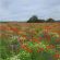 IMP2 / AB8 Flower Rich Margins Seed (Acre Pack) (SFI), image 