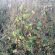 SAM2 Non Brassica Cover Crop Seed (Acre Pack) (SFI), image 