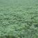 SAM2 Eco Cover Crop Seed (Acre Pack) (SFI), image 