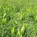 SAM3 / GS4 HM.28 Heavy Land Herbal Ley Grass Seed (Acre Pack) (SFI), image 
