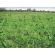 SAM3 / GS4 HM.42 Herbal Eco Seed (Acre Pack) (SFI), image 