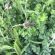 SAM3 / GS4 HM.43 Herb & Legume Overseeding (No Grass) (Acre Pack) (SFI), image 