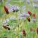 SAM2 Grazable Cover Crop Seed (Acre Pack) (SFI), image 