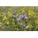 SAM2 Rapid Cover Crop Seed (Acre Pack) (SFI), image 