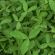 IMP3 OSR Shielding Seed (Acre Pack) (SFI), image 