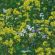 SAM2 Soil Improver Cover Crop Seed (Acre Pack) (SFI), image 