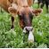 HM.33 Mob Grazing Herbal Grass Seed Mix (Acre Pack), image 