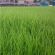 HM.4 General Amenity / Heavy Duty Grass Seed Mix (HM4), image 