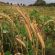 12 Bore Seed Mix (16kg per acre), image 