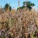 Both Barrels Seed Mix (3kg per acre), image 
