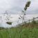AHL3&4 / IGL3 Buffer Strips Option A Grass Seed Mix (Acre Pack) (SFI), image 