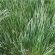 AHL3&4 / IGL3 Buffer Strips Option B Grass Seed Mix (Acre Pack) (SFI), image 