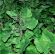 Carbon (Mustard / Kale Hybrid Seed) (2kg per acre), image 