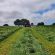 HM.27 Festulolium Clamp Buster Grass Seed Mix (Acre Pack), image 